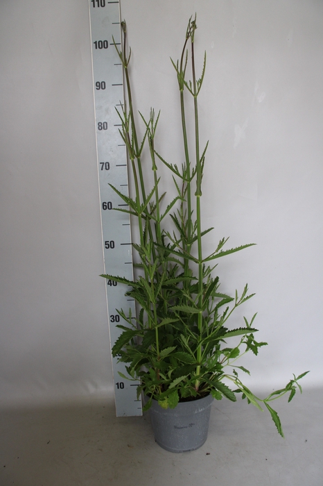 <h4>vaste planten 19 cm  Verbena bonariensis Violet Blue</h4>