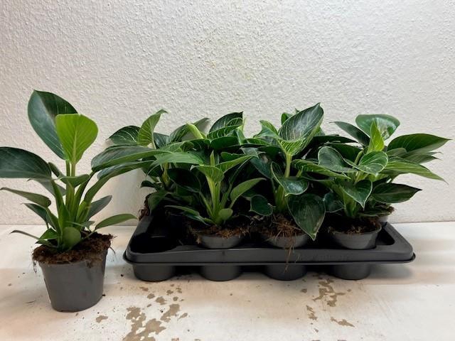 <h4>PHIL BIRKIN</h4>