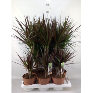 Dracaena   ...mix