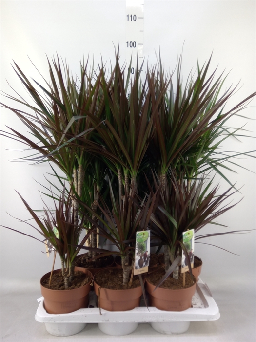 <h4>Dracaena   ...mix</h4>