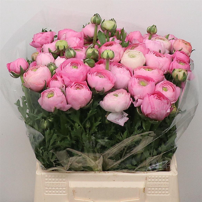 <h4>Ran Aazur Pink N L</h4>