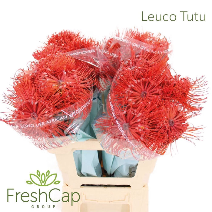 <h4>Leuco Tutu</h4>