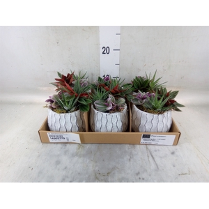 Arr.   Kamerplant Groen L%