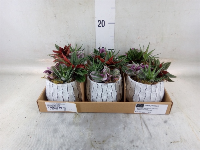 <h4>Arr.   Kamerplant Groen L%</h4>