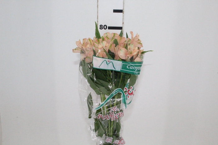 <h4>ALSTROEMERIA CANYON 080 CM</h4>