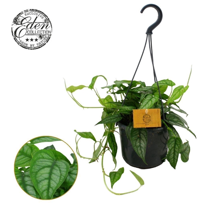 <h4>Monstera Siltepecana 15cm HP</h4>