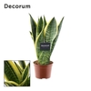 Sansevieria Futura Superba 2 PP