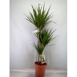 Dracaena marg.