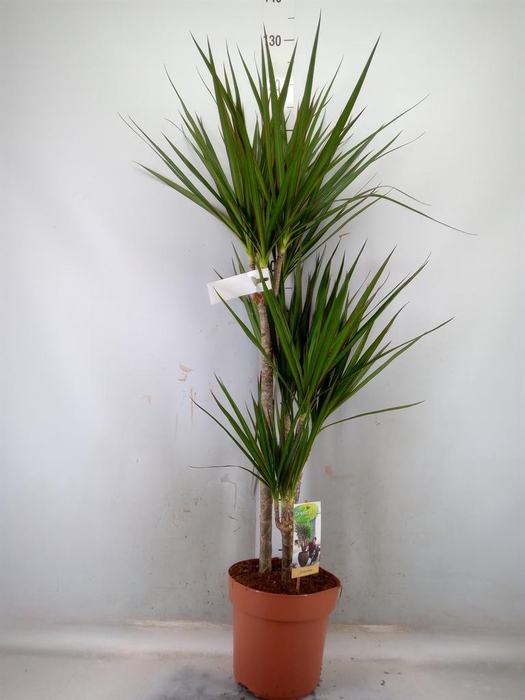 <h4>Dracaena marg.</h4>