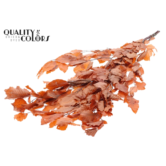 <h4>Fagus per bunch Preserved Orange</h4>