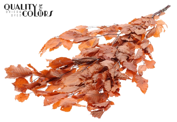 Fagus per bunch Preserved Orange