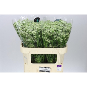 Astrantia Billion Stars