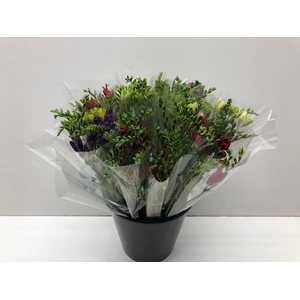 Mono Freesia ass. x 10