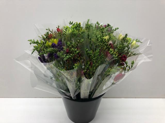Mono Freesia ass. x 10