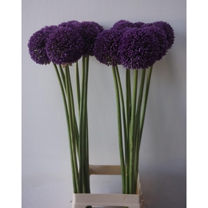 ALLIUM AMBASSADOR