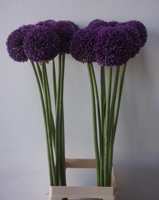 <h4>ALLIUM AMBASSADOR</h4>