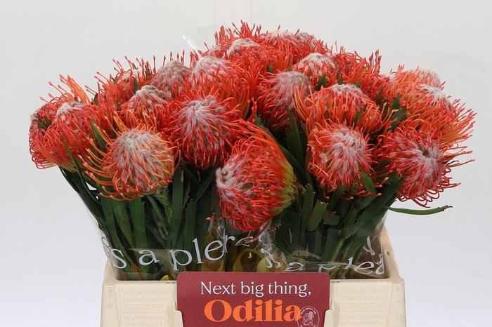 <h4>LEUCO CO TANGO</h4>