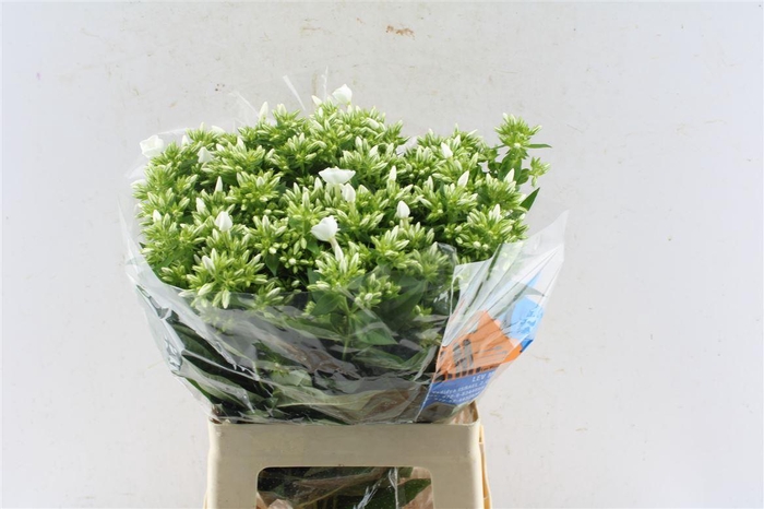 <h4>Phlox Whitecap</h4>