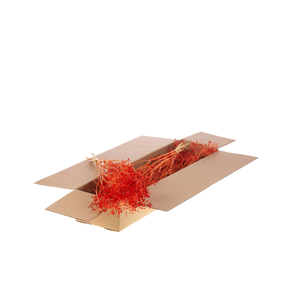 Bupleurum Open 55cm Sb Burnt Orange