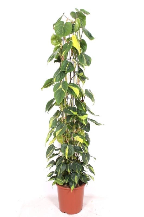 <h4>Philodendron Scandens Brasil</h4>
