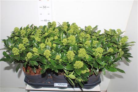 <h4>Skim J White Globe 30+</h4>