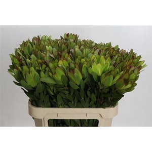 Leucad Saf Goldstrik