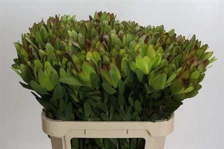 <h4>Leucad Saf Goldstrik</h4>