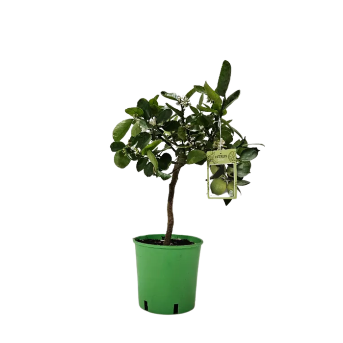 <h4>Citrus limetta</h4>