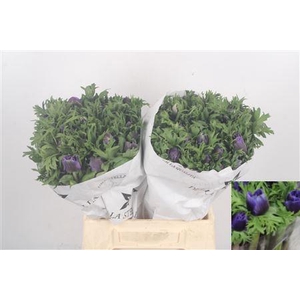 Anemone Mistral Blue
