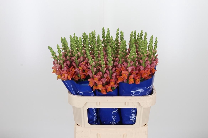 <h4>Antir Antibes Orange</h4>