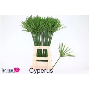 DECOGROEN GROOT BLAD