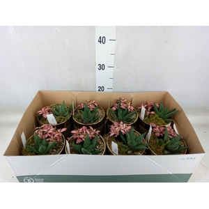 Arr.   Planten L%