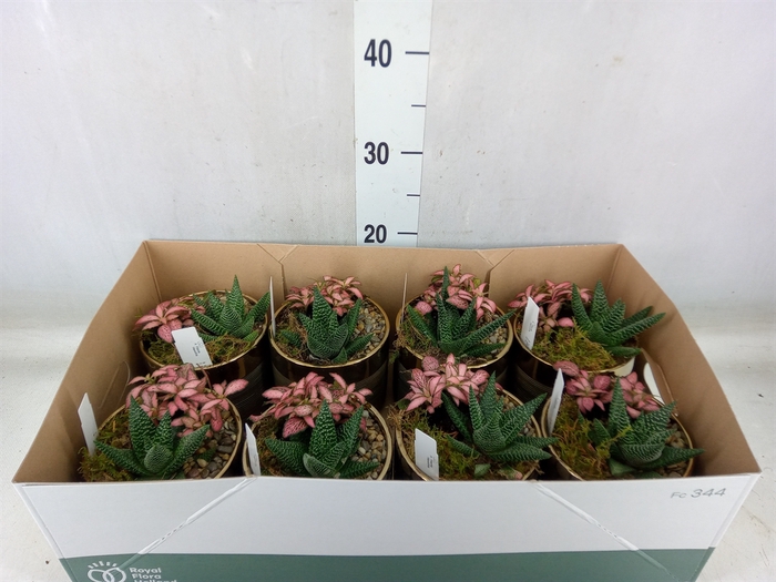 <h4>Arr.   Planten L%</h4>
