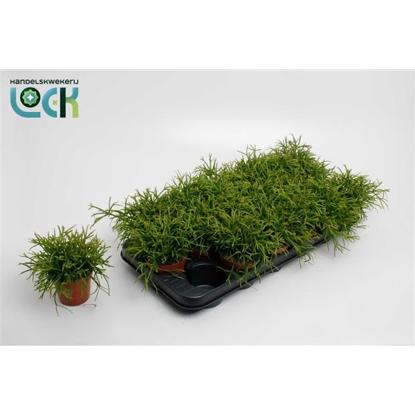 <h4>Rhipsalis Baccifera Oasis</h4>