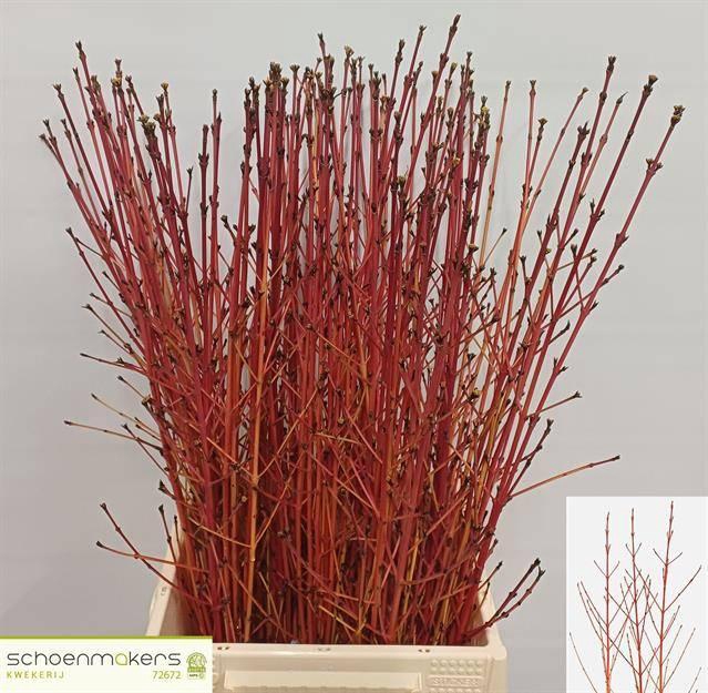<h4>CORNUS SA WINTER BEA</h4>