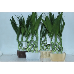 BAMBU TULIPA MINI ALADIN