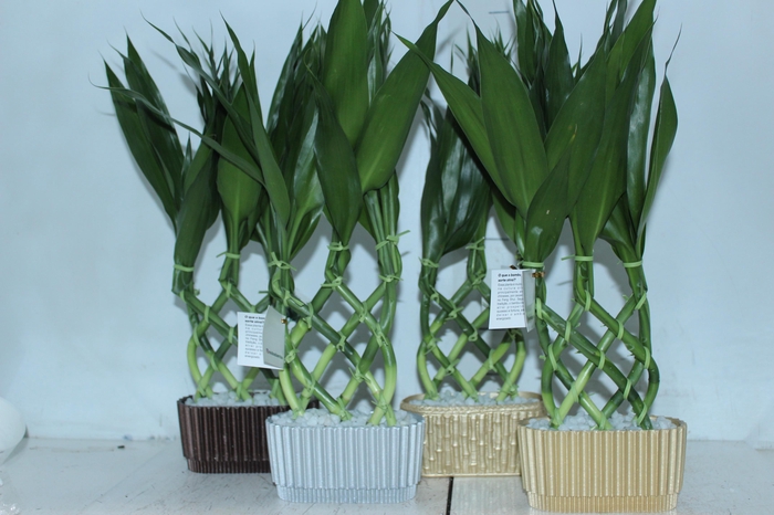 <h4>BAMBU TULIPA MINI ALADIN</h4>