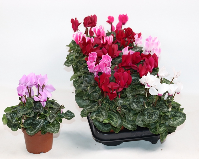 <h4>CYCL MD SUP ALLURE</h4>