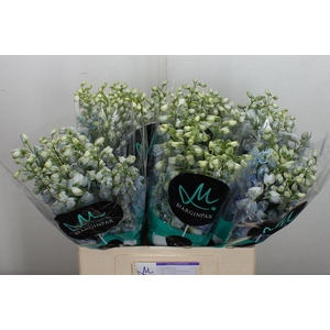 Delph Du Guard Lavender 60cm