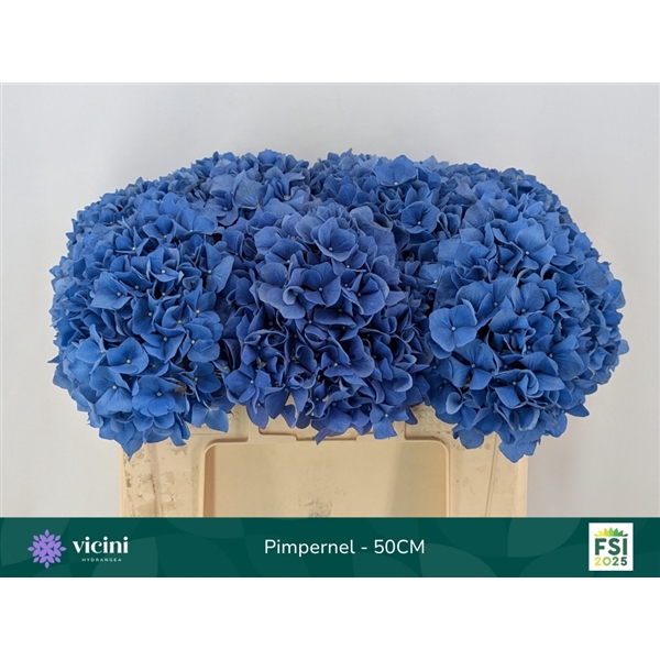 <h4>Hydr Pimpernel 50 cm Vicini</h4>