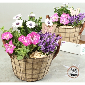 ARR TUINPLANTEN