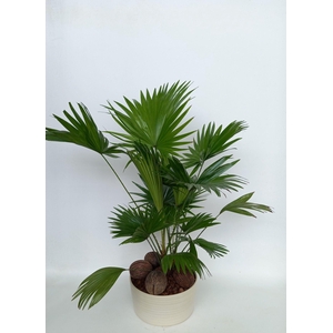 LIVISTONA ROTUNDIFOL