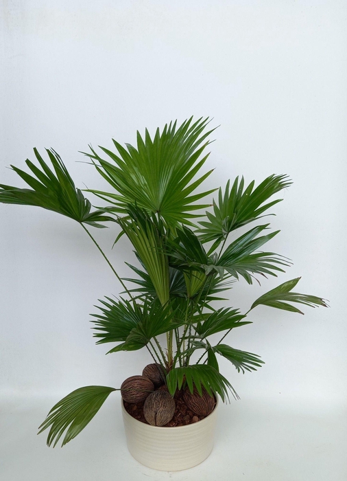 <h4>Livistona in Andorra super2pp Pearl white</h4>