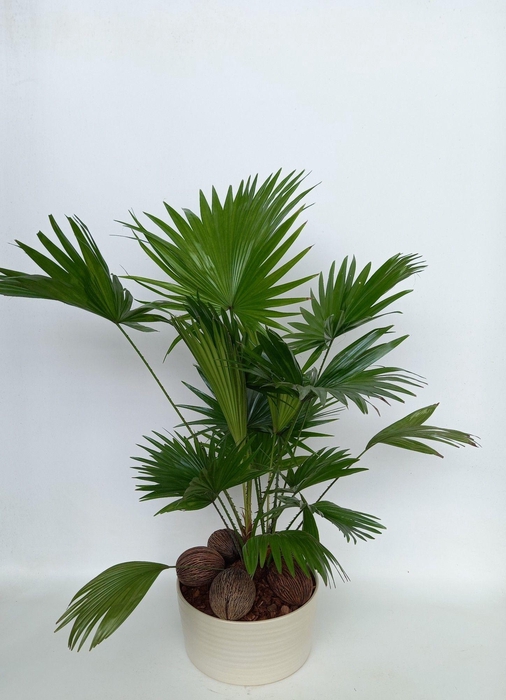 <h4>Livistona in Andorra super2pp Pearl white</h4>