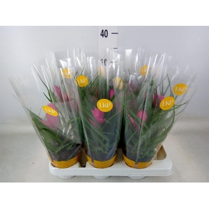 Tillandsia cyanea 'Josee'