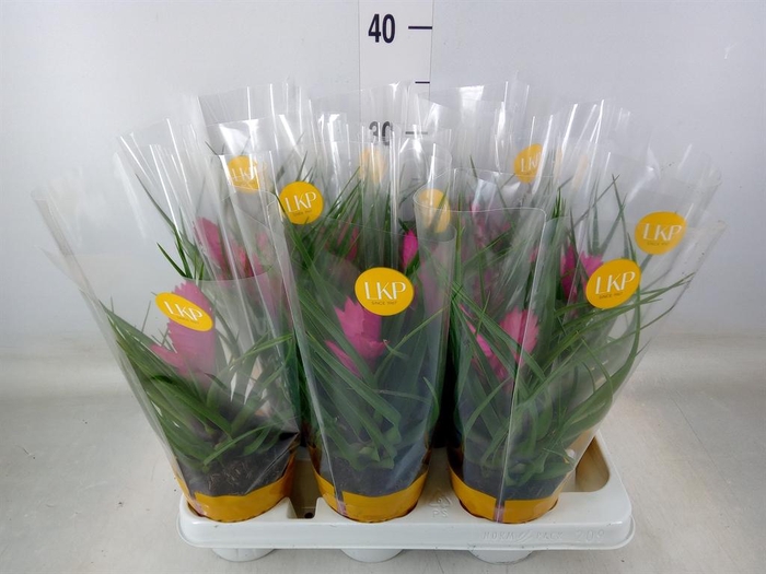 <h4>Tillandsia cyanea 'Josee'</h4>