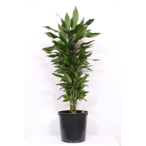 Dracaena Janet Lind