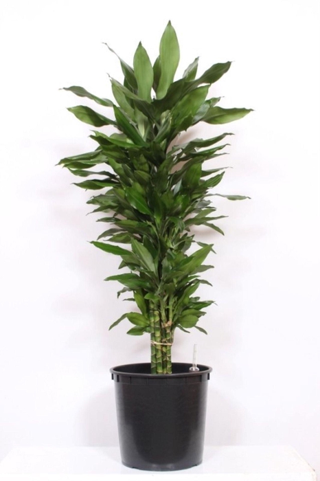 <h4>Dracaena Janet Lind</h4>