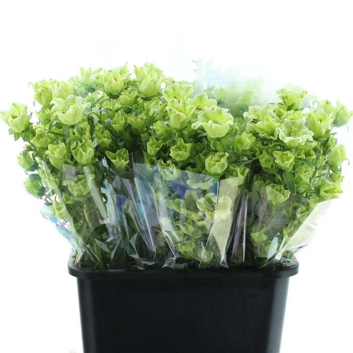 <h4>Campanula Evergreen ( Bunch X5 )</h4>