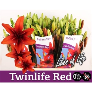 Li Az Twinlife Red